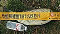《草鱼和鲤鱼有什么区别？》封面图