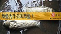 《草鱼为什么叫草鱼？》封面图