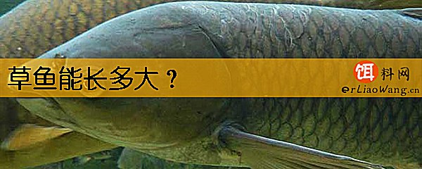 草鱼能长多大