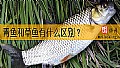 《青鱼和草鱼有什么区别？》封面图