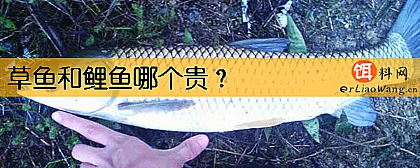 草鱼和鲤鱼哪个贵