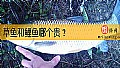 《草鱼和鲤鱼哪个贵？》封面图