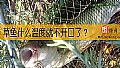 草鱼什么温度就不开口了？