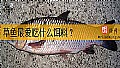 草鱼最爱吃什么饵料？