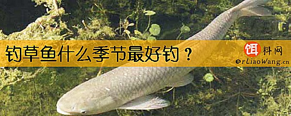钓草鱼什么季节最好钓
