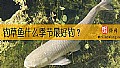 《钓草鱼什么季节最好钓？》封面图
