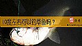 《10度左右可以钓草鱼吗？》封面图