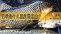 《钓草鱼什么温度最适合？》封面图