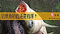 钓草鱼钓底还是钓浮？