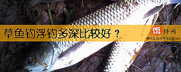 草鱼钓浮钓多深比较好