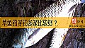 草鱼钓浮钓多深比较好？