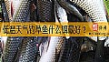 低温天气钓草鱼什么饵最好？