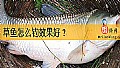 《草鱼怎么钓效果好？》封面图