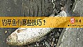 《钓草鱼有哪些技巧？》封面图