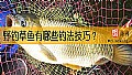 野钓草鱼有哪些钓法技巧？