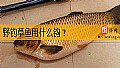 野钓草鱼用什么钩？
