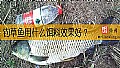 钓草鱼用什么饵料效果好？