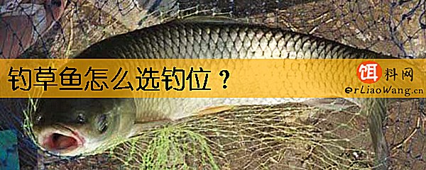 钓草鱼怎么选钓位
