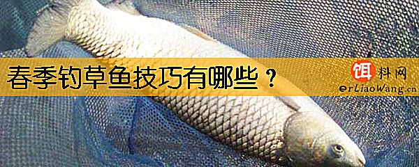 春季钓草鱼技巧有哪些