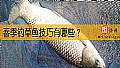 春季钓草鱼技巧有哪些？