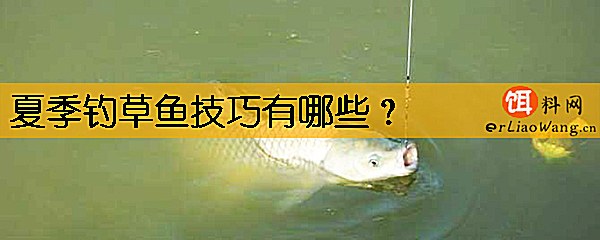 夏季钓草鱼技巧有哪些