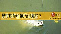 《夏季钓草鱼技巧有哪些？》封面图