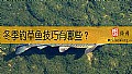 《冬季钓草鱼技巧有哪些？》封面图