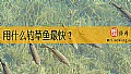 《用什么钓草鱼最快？》封面图