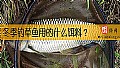 《冬季钓草鱼用的什么饵料？》封面图