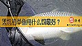 黑坑钓草鱼用什么饵最好？