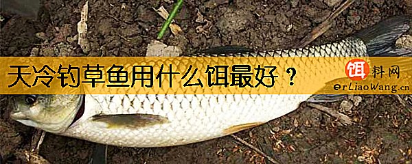 天冷钓草鱼用什么饵最好
