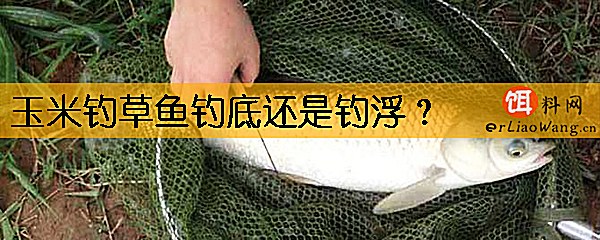 玉米钓草鱼钓底还是钓浮