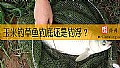 玉米钓草鱼钓底还是钓浮？