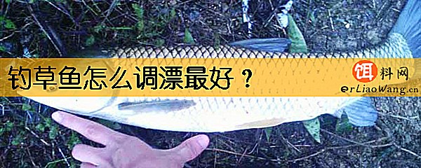 钓草鱼怎么调漂最好