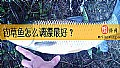 钓草鱼怎么调漂最好？