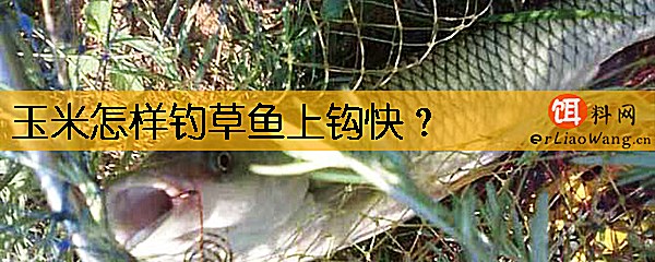 玉米怎样钓草鱼上钩快