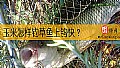 《玉米怎样钓草鱼上钩快？》封面图
