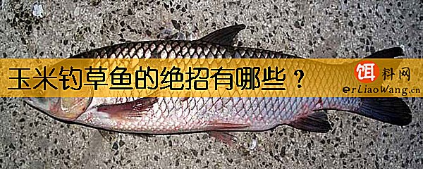 玉米钓草鱼的绝招有哪些