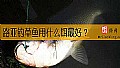 路亚钓草鱼用什么饵最好？