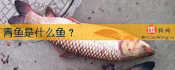 青鱼是什么鱼