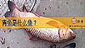 《青鱼是什么鱼？》封面图