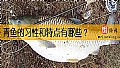 《青鱼的习性和特点有哪些？》封面图
