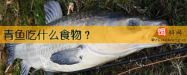 青鱼吃什么食物