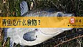《青鱼吃什么食物？》封面图