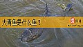 《大青鱼是什么鱼？》封面图
