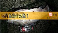 乌青鱼是什么鱼？