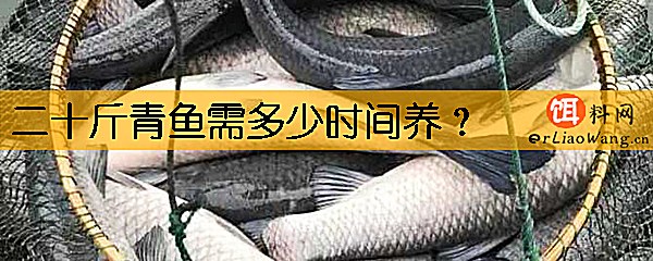 二十斤青鱼需多少时间养