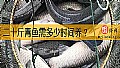 二十斤青鱼需多少时间养？