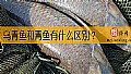 《乌青鱼和青鱼有什么区别？》封面图