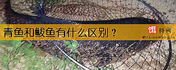 青鱼和鲅鱼有什么区别